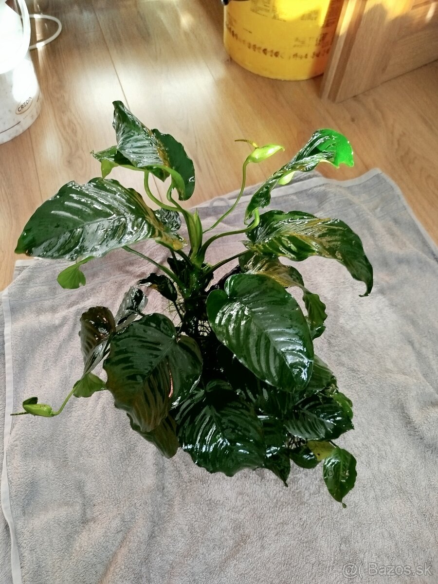 Predám veľké Anubiasy - 3