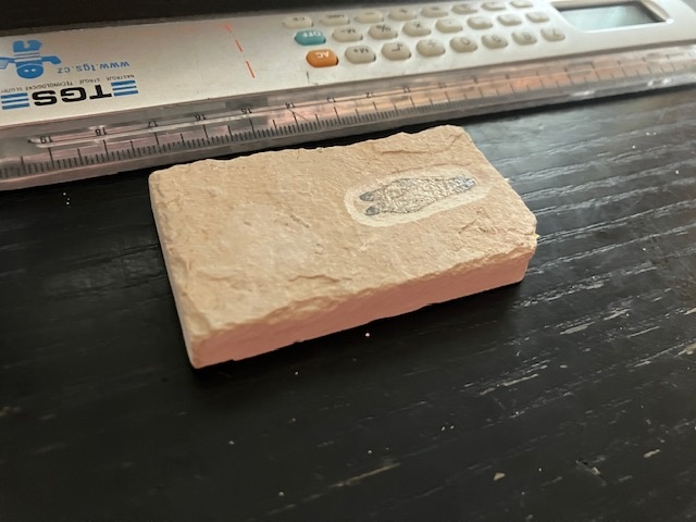 Fosília, skamenelina, rybka - inzerát č.10 Libanon - 3