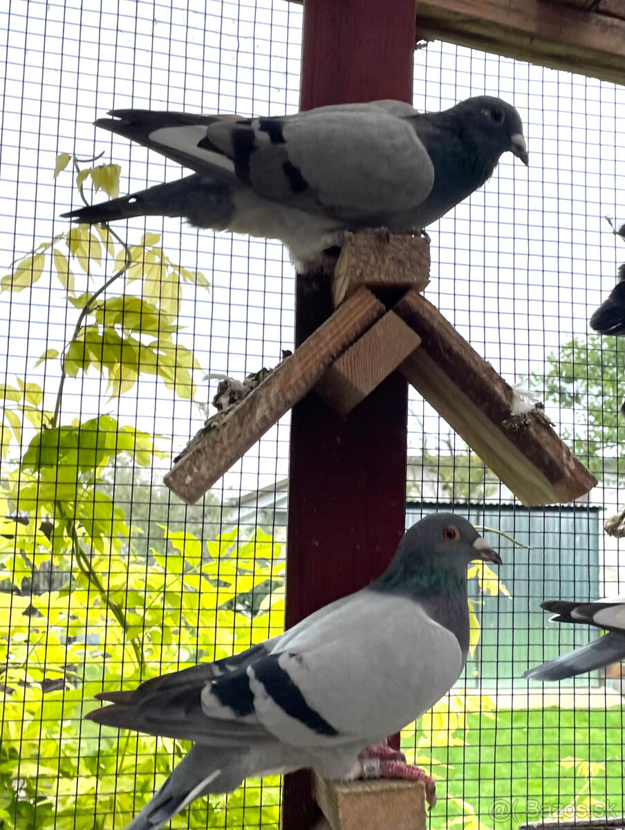 Poštové holuby - 3