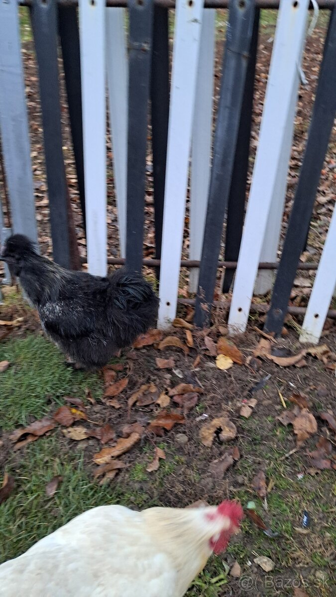 Kohút hodvábničky - 3