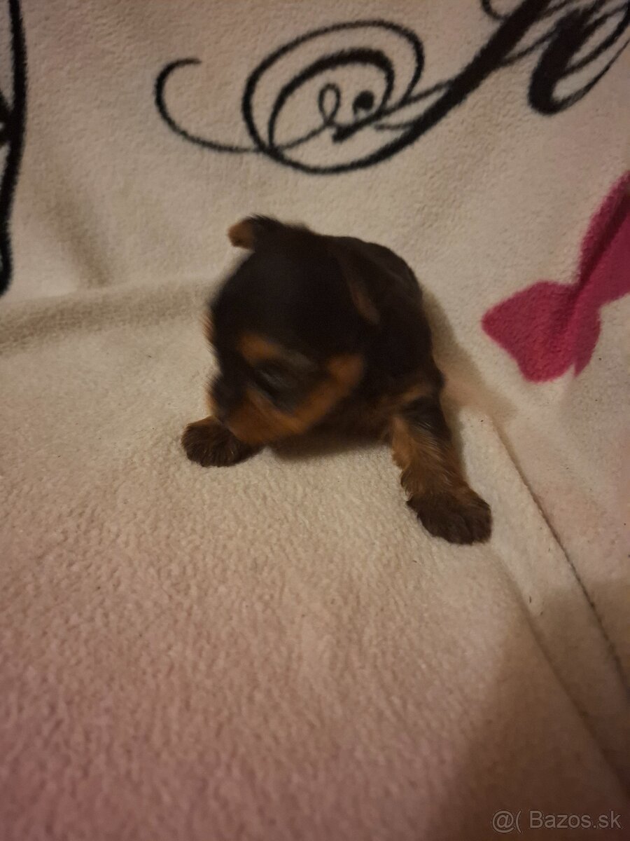 Predám fenku yorksir terier - 3