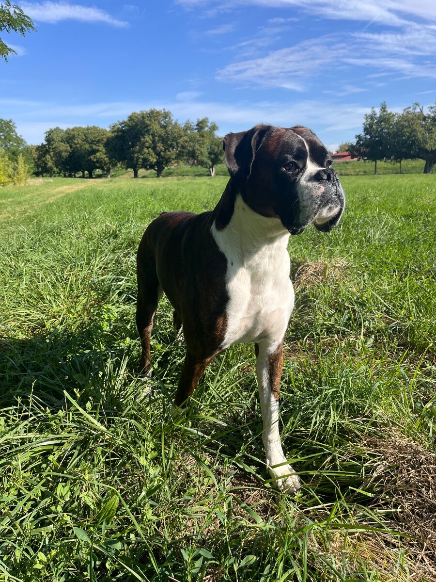 Nemecký boxer na krytie - 3