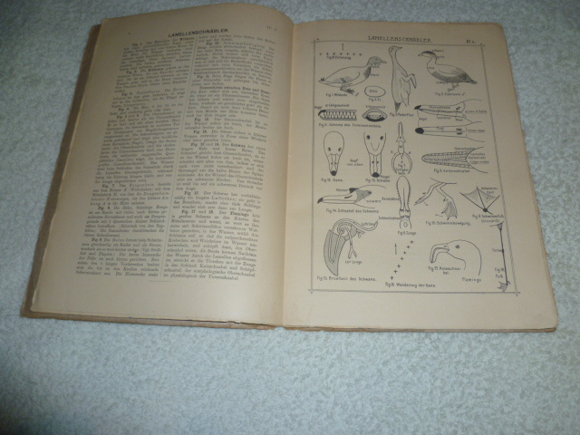 prirodopisny škicar v nemčine rok 1909 - 3