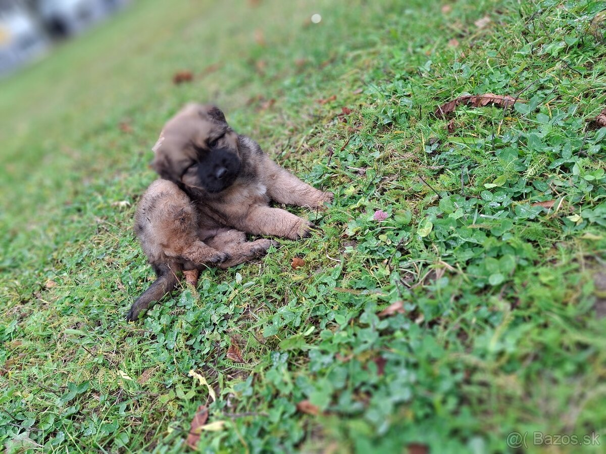 Predam kríženca steniatko - 3