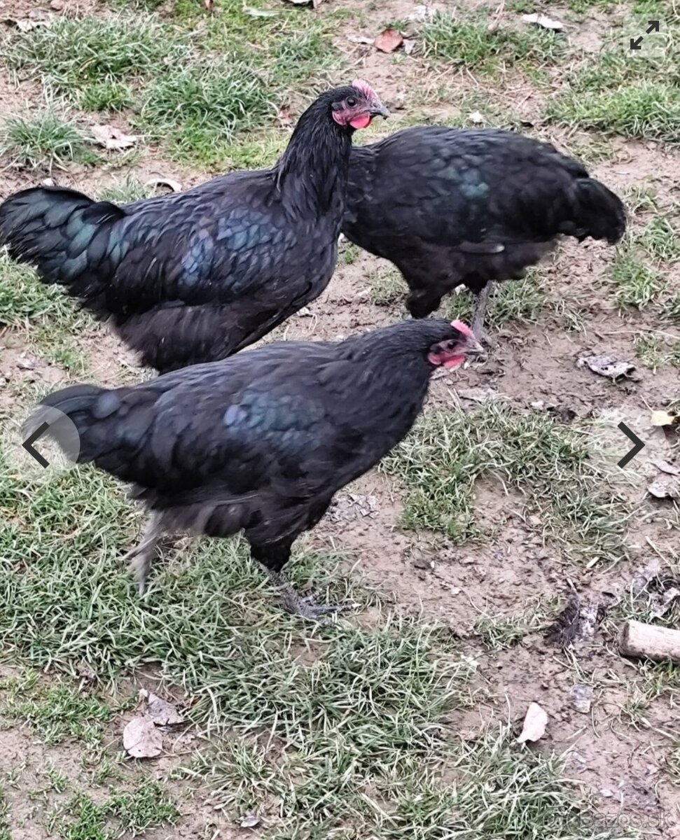 Australorpka veľká čierna - 3