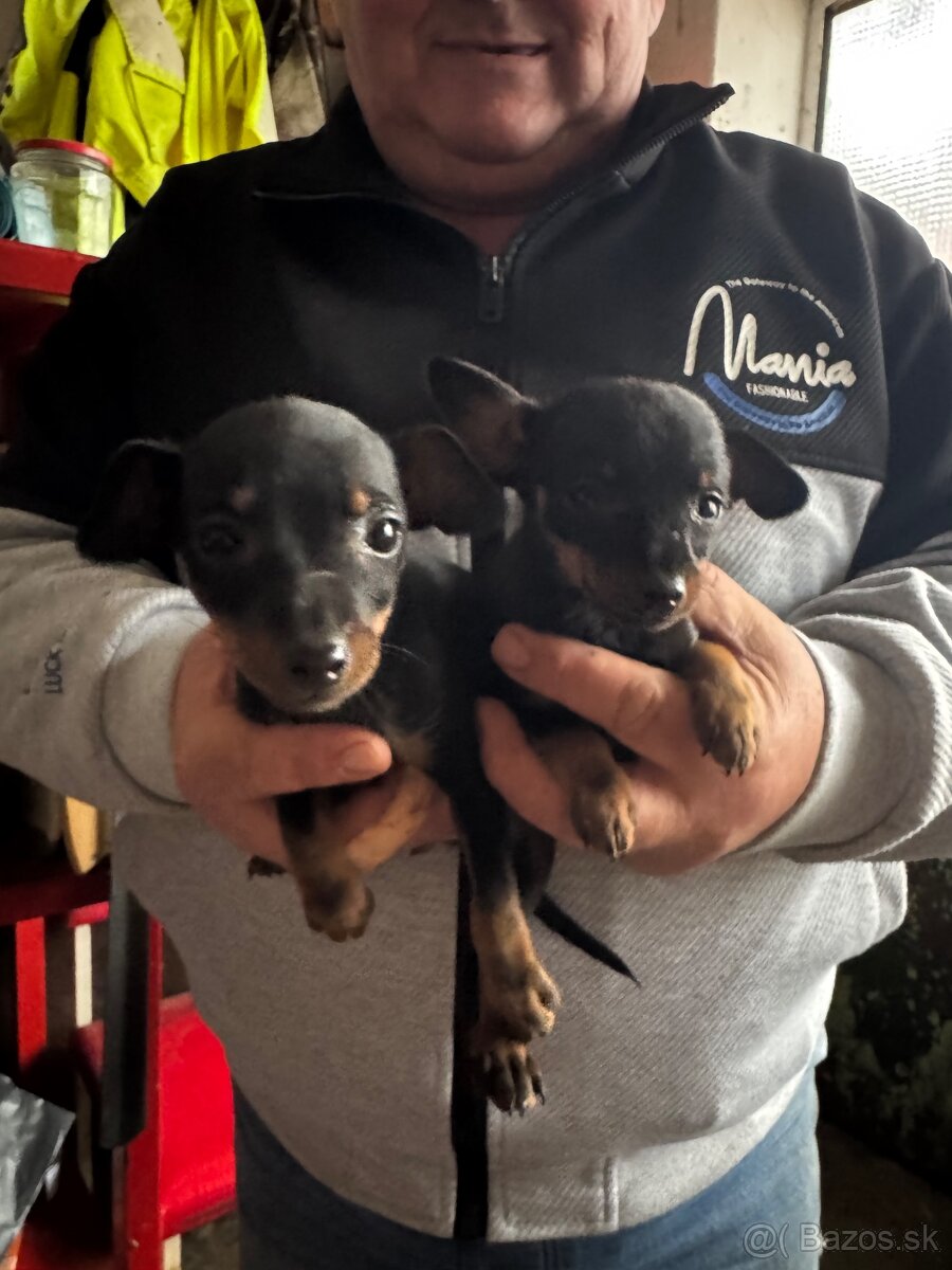 Pražský krysařik - 3