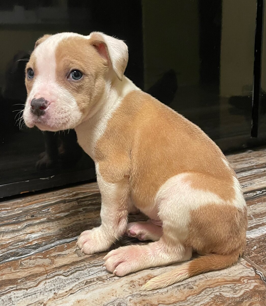 Americký stafordšírsky teriér, Amstaff, Staford - 3