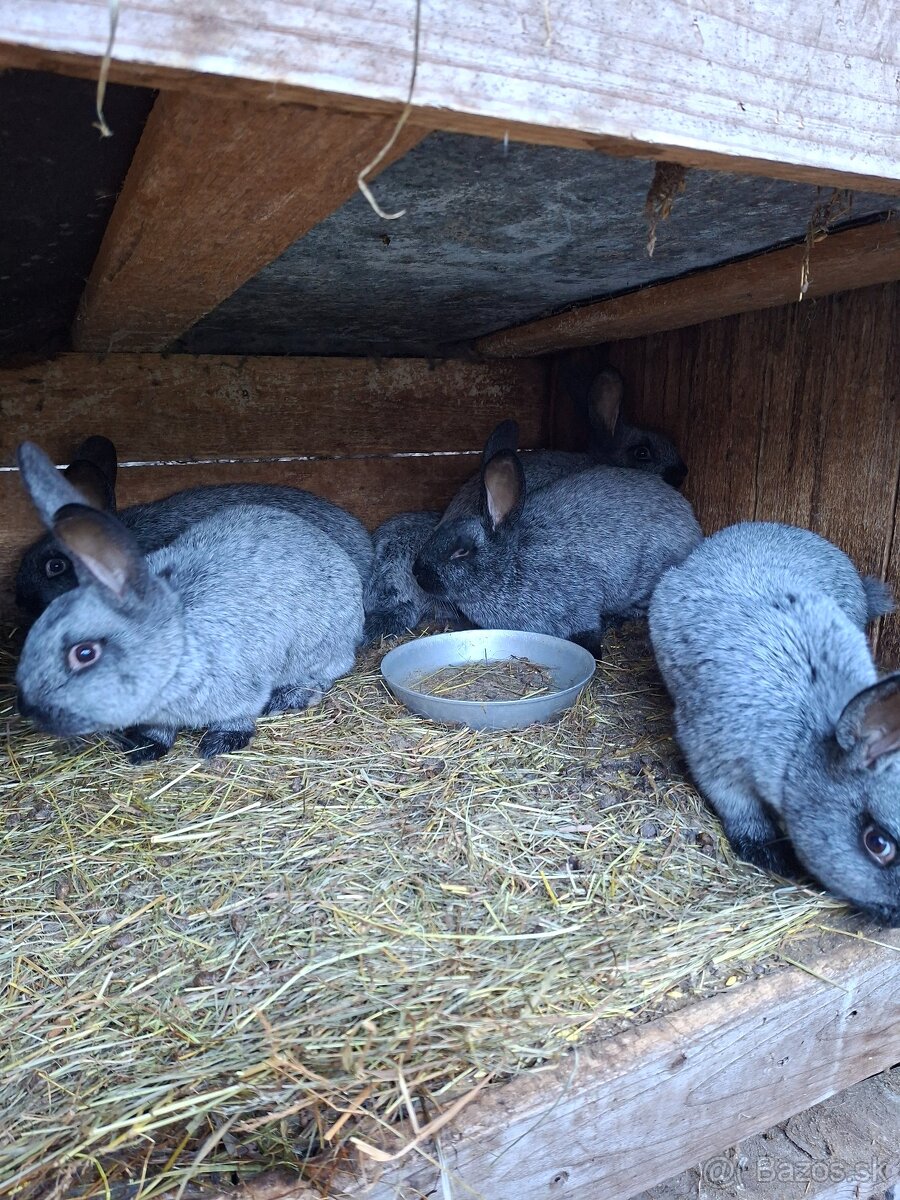 Predám kraliky - 3