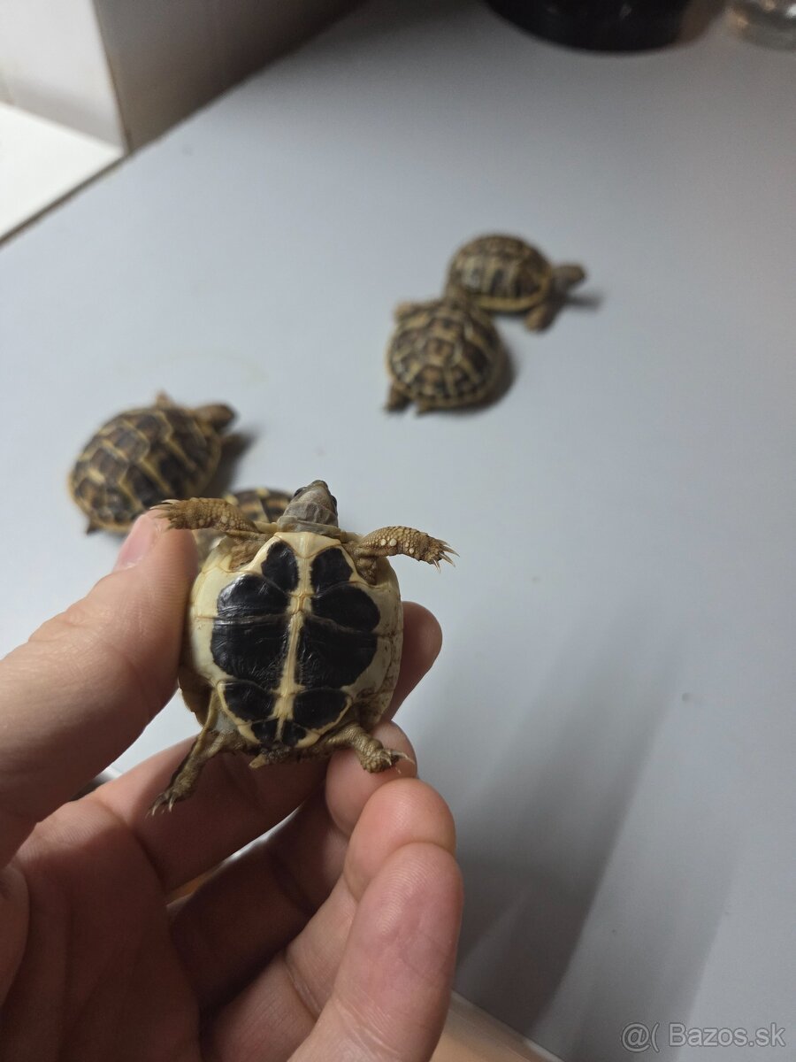 Suchozemska korytnačka zelenkasta - 3