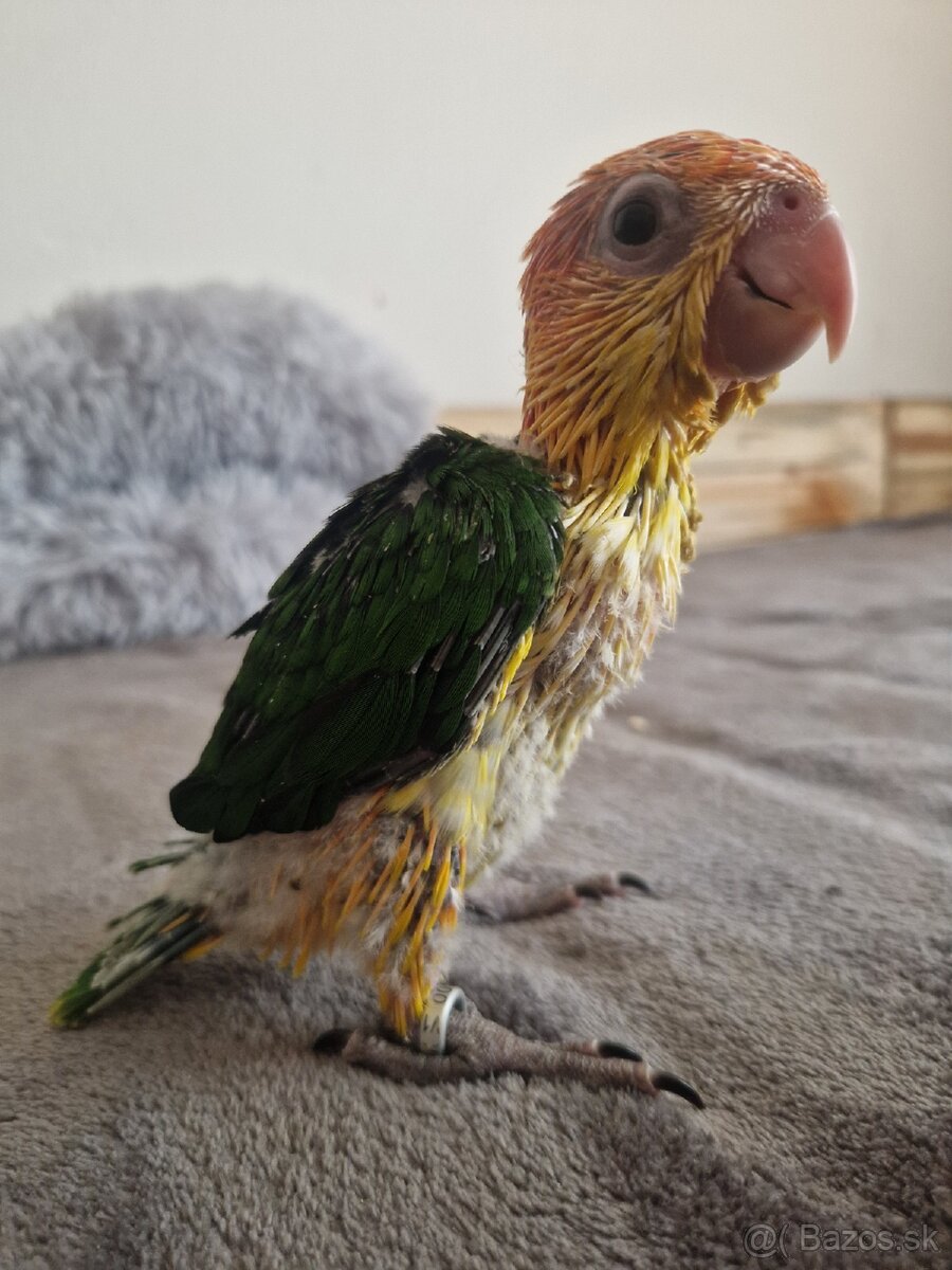 Amazonik bielobruchy - 3