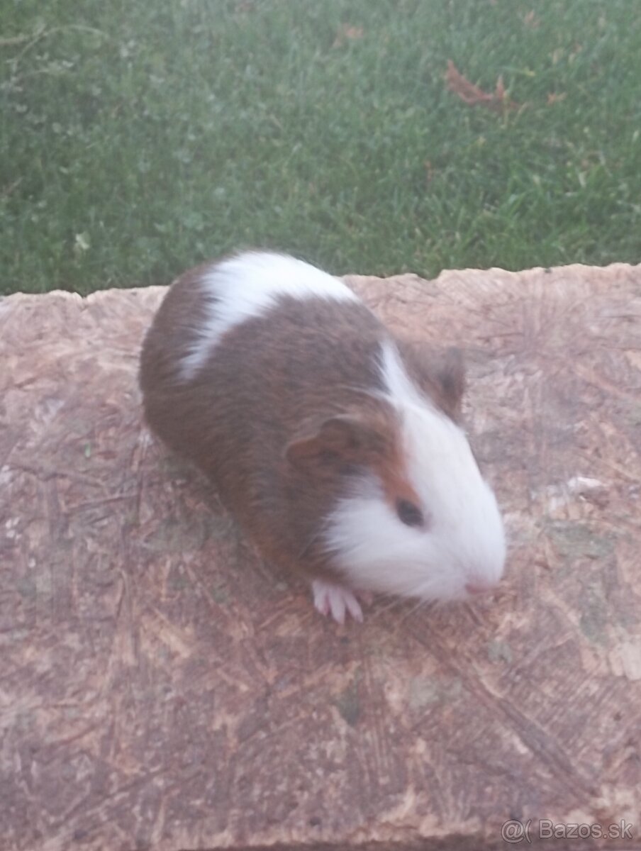 Morčatá - 3