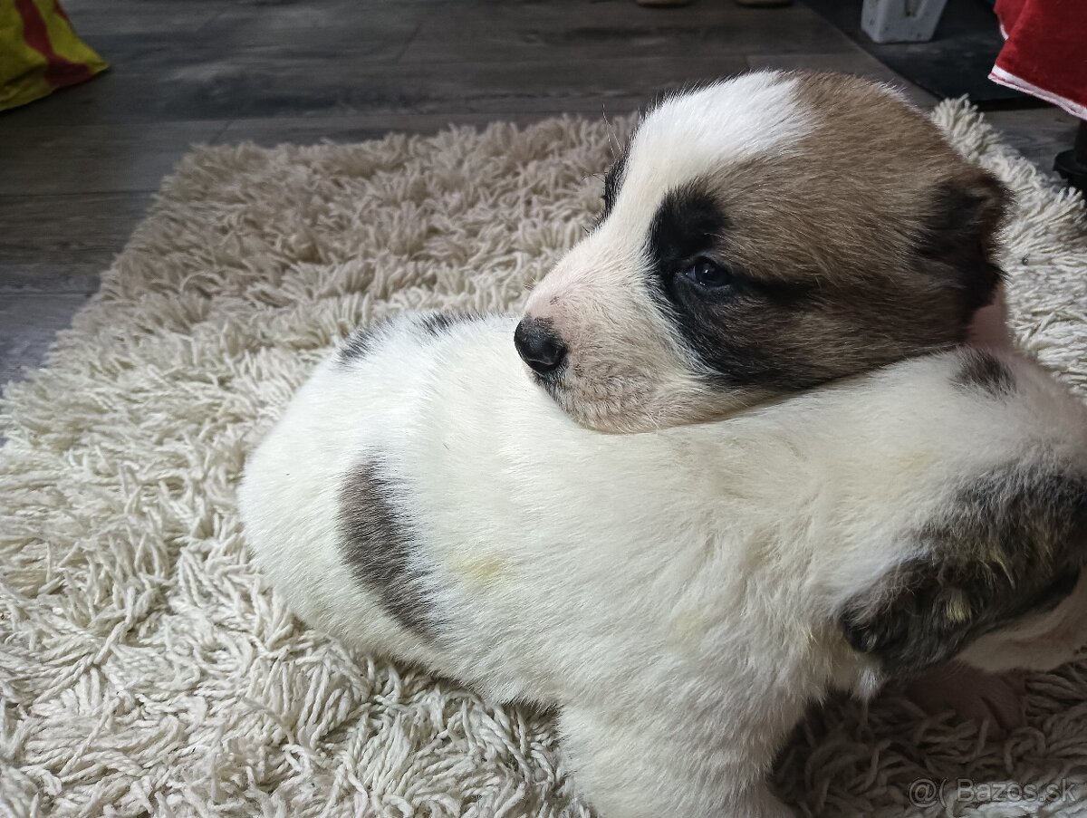 Stredo ázijské stenata - 3