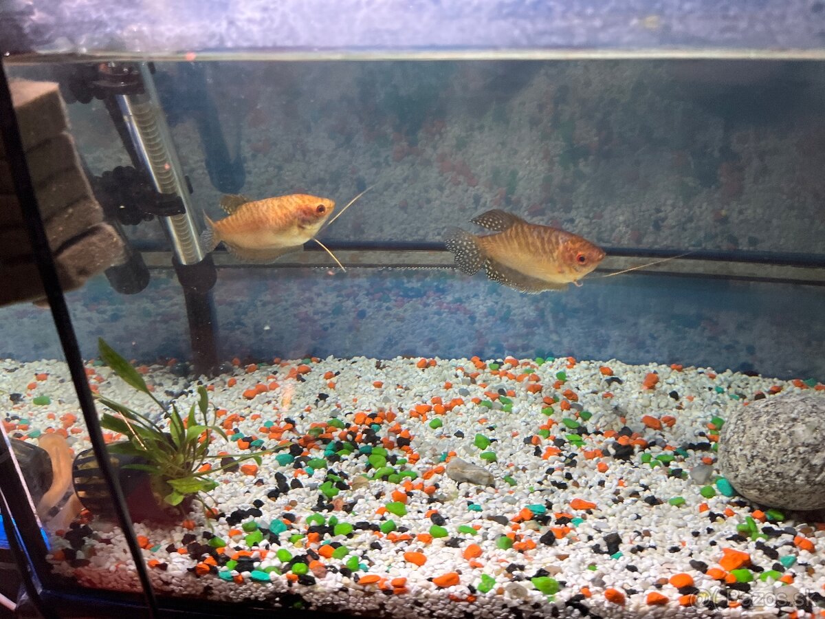 Sladkovodné akvarium - 3