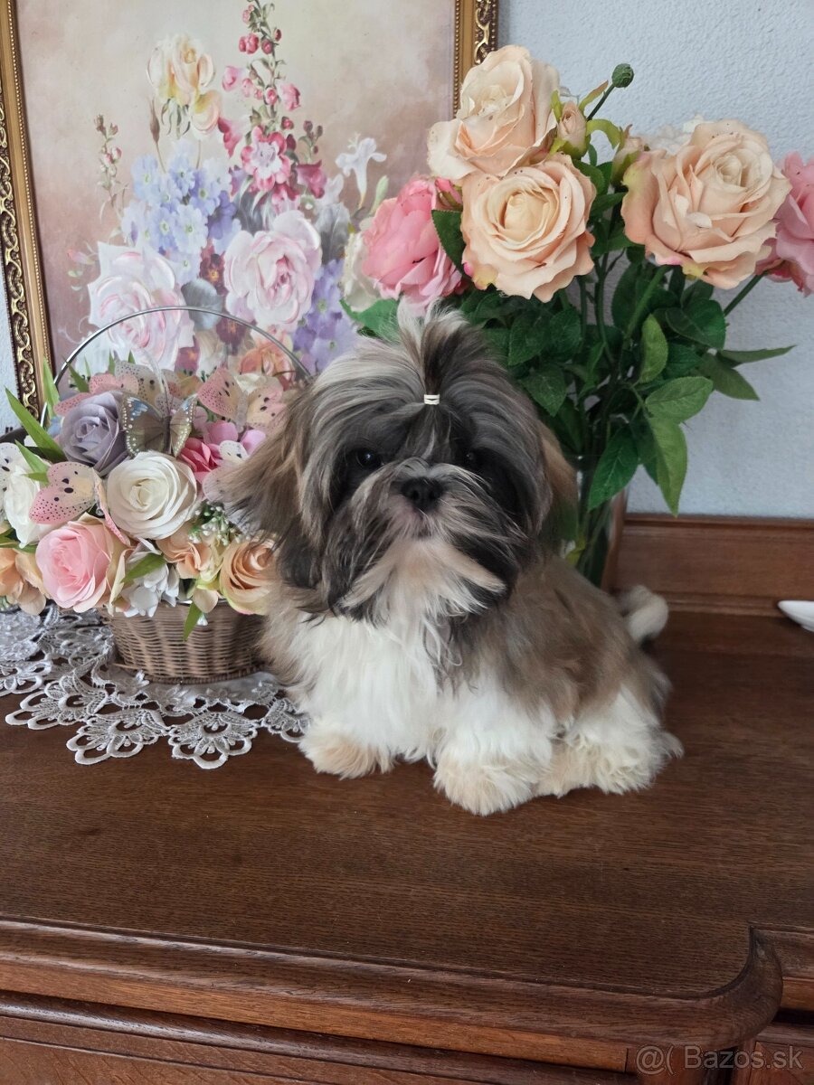Shih tzu s pp FCI - 3