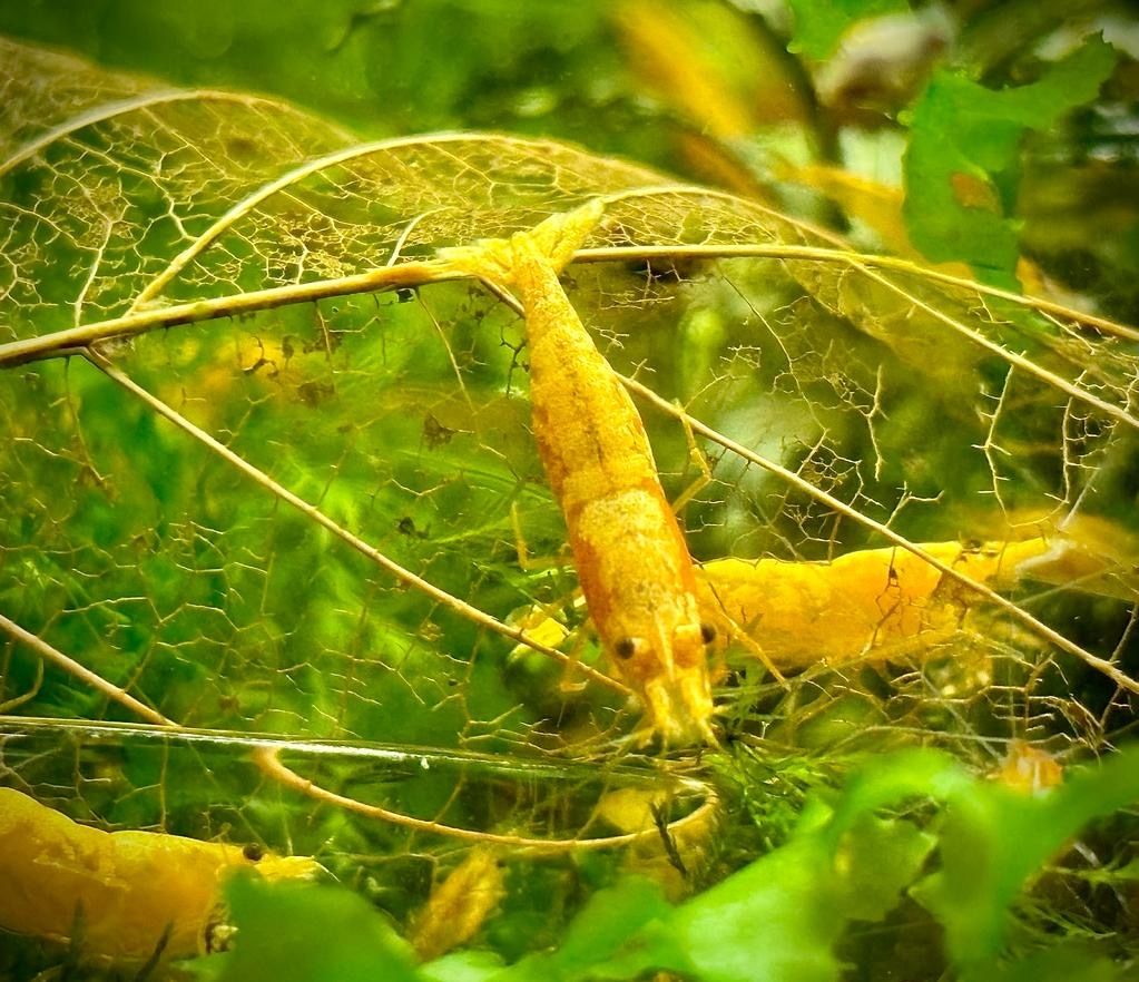 Krevetky Neocaridina - 3