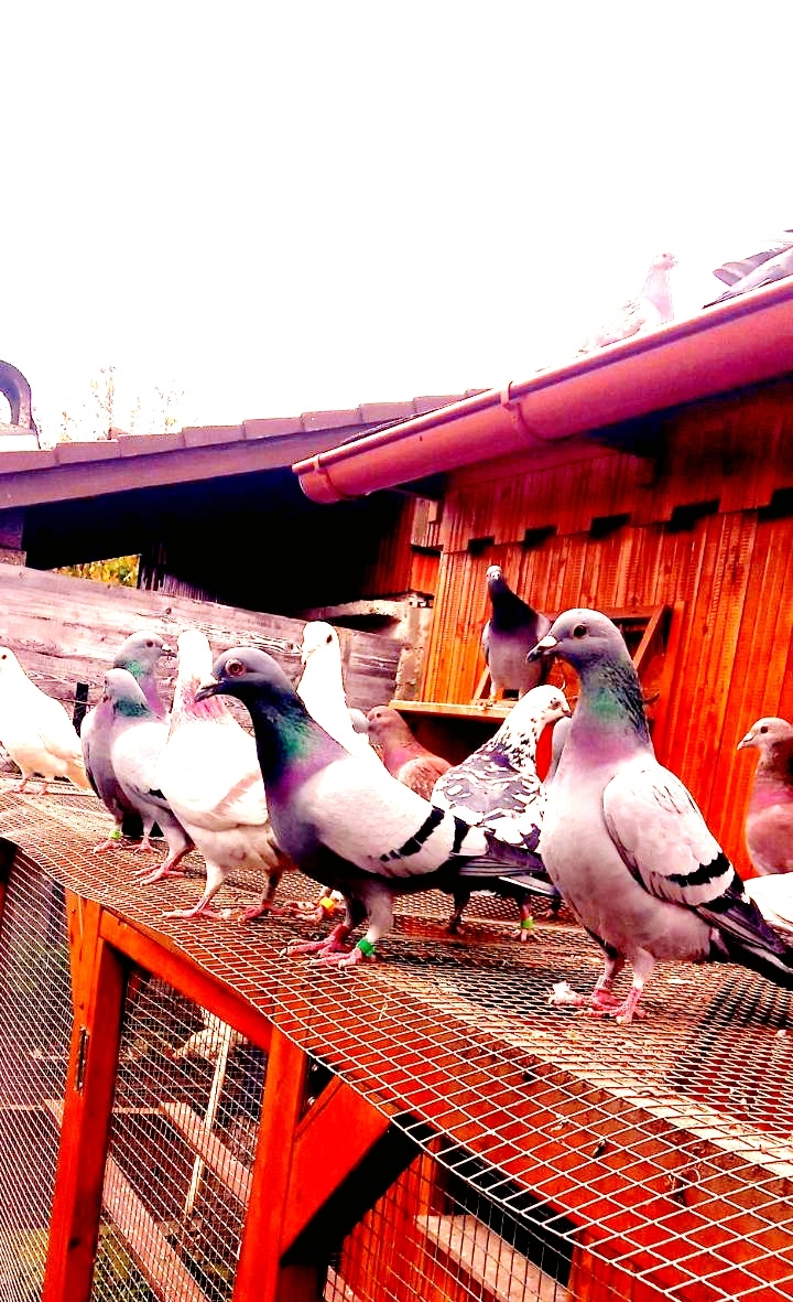 Poštové holuby samčeky - 3