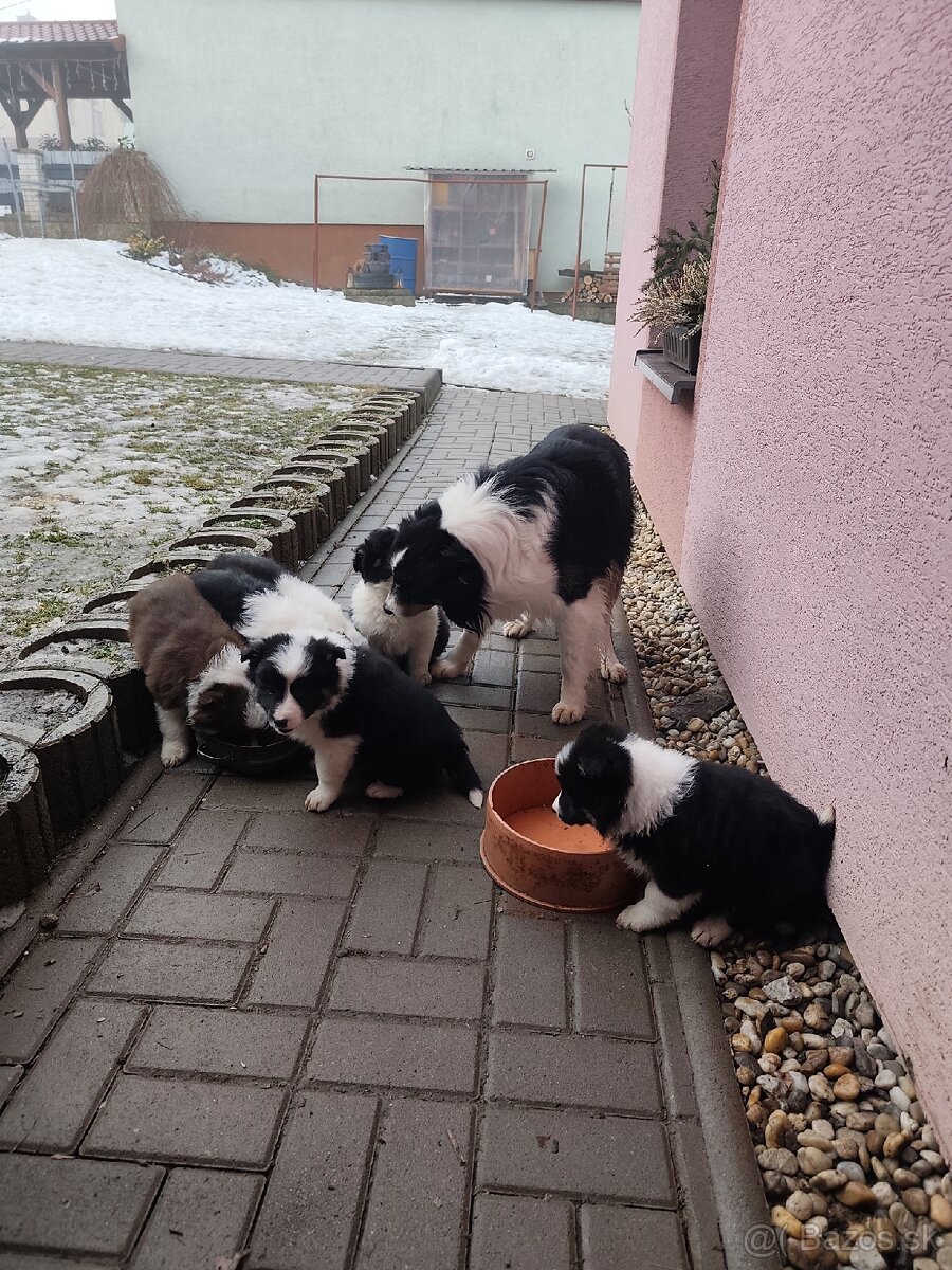 Border kólia - predám šteniatka - 3