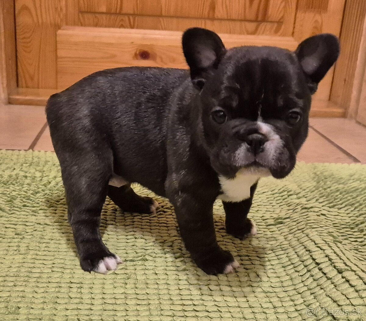 Francúzsky buldoček,buldog,bulldog - 3