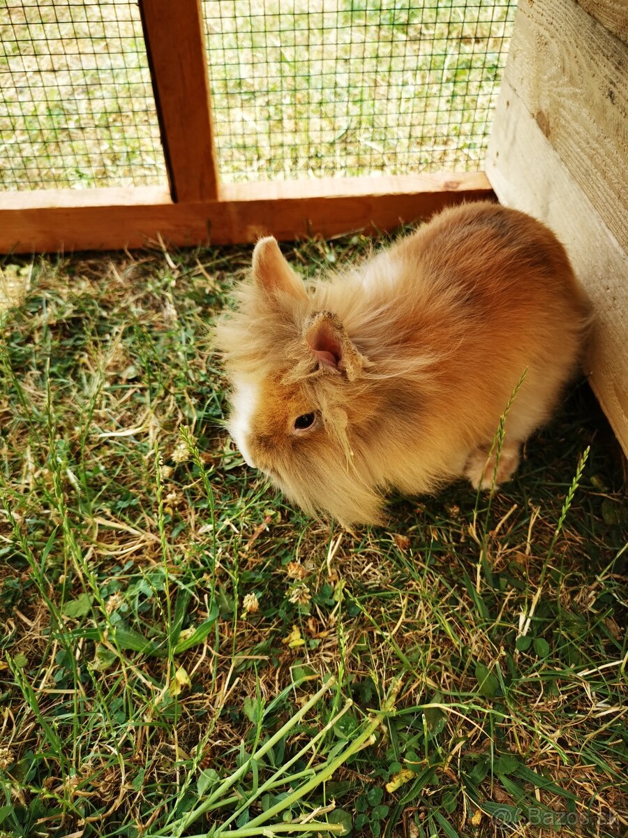 darujem samicu levika - 3