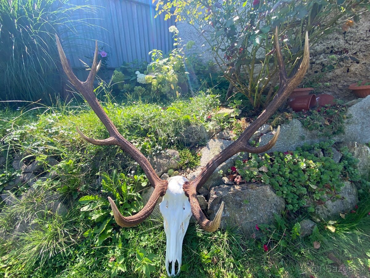 Vyváranie poľovníckych trofejí - 3