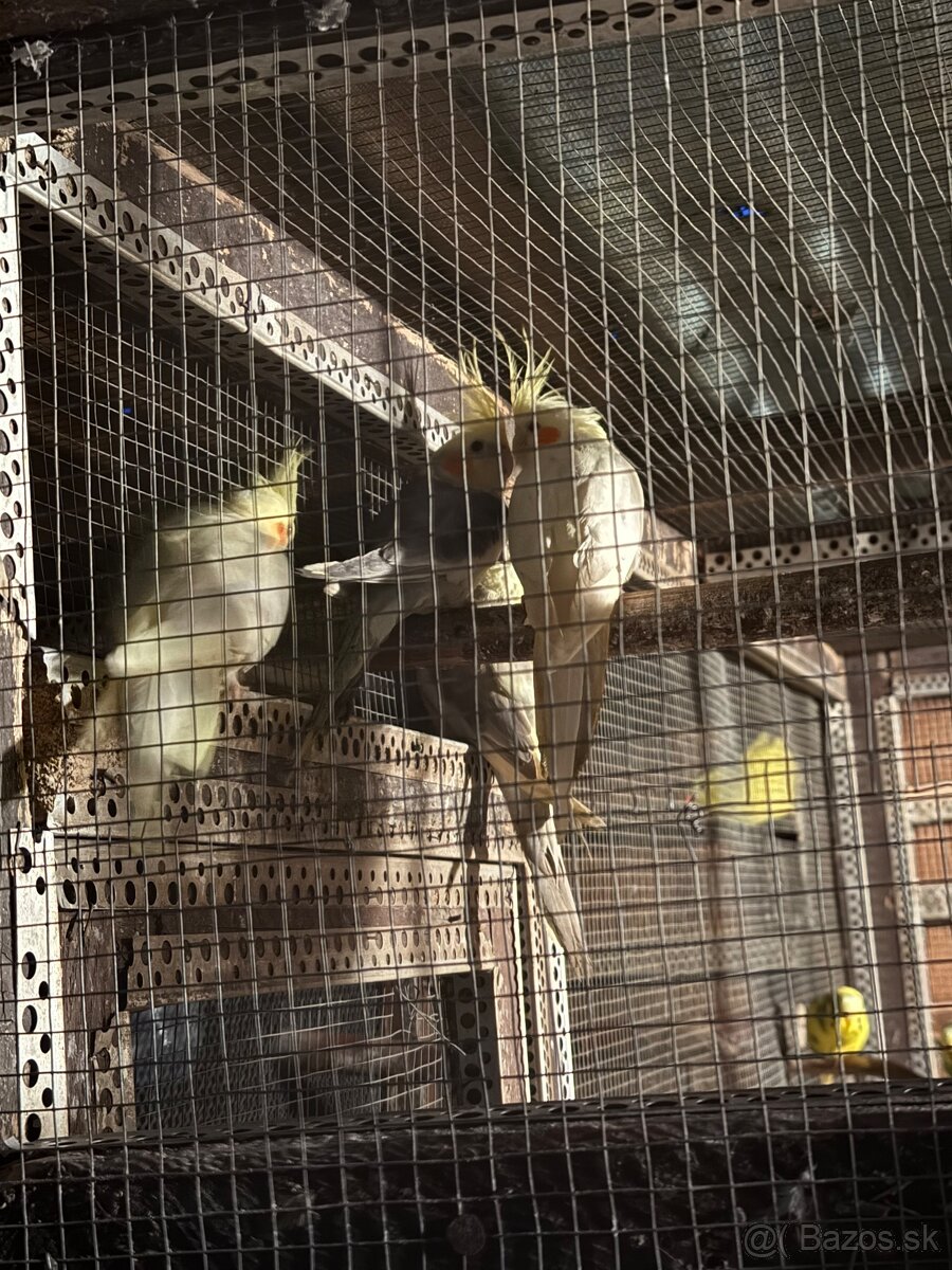 Predám papagáje spevavé a korely - 3