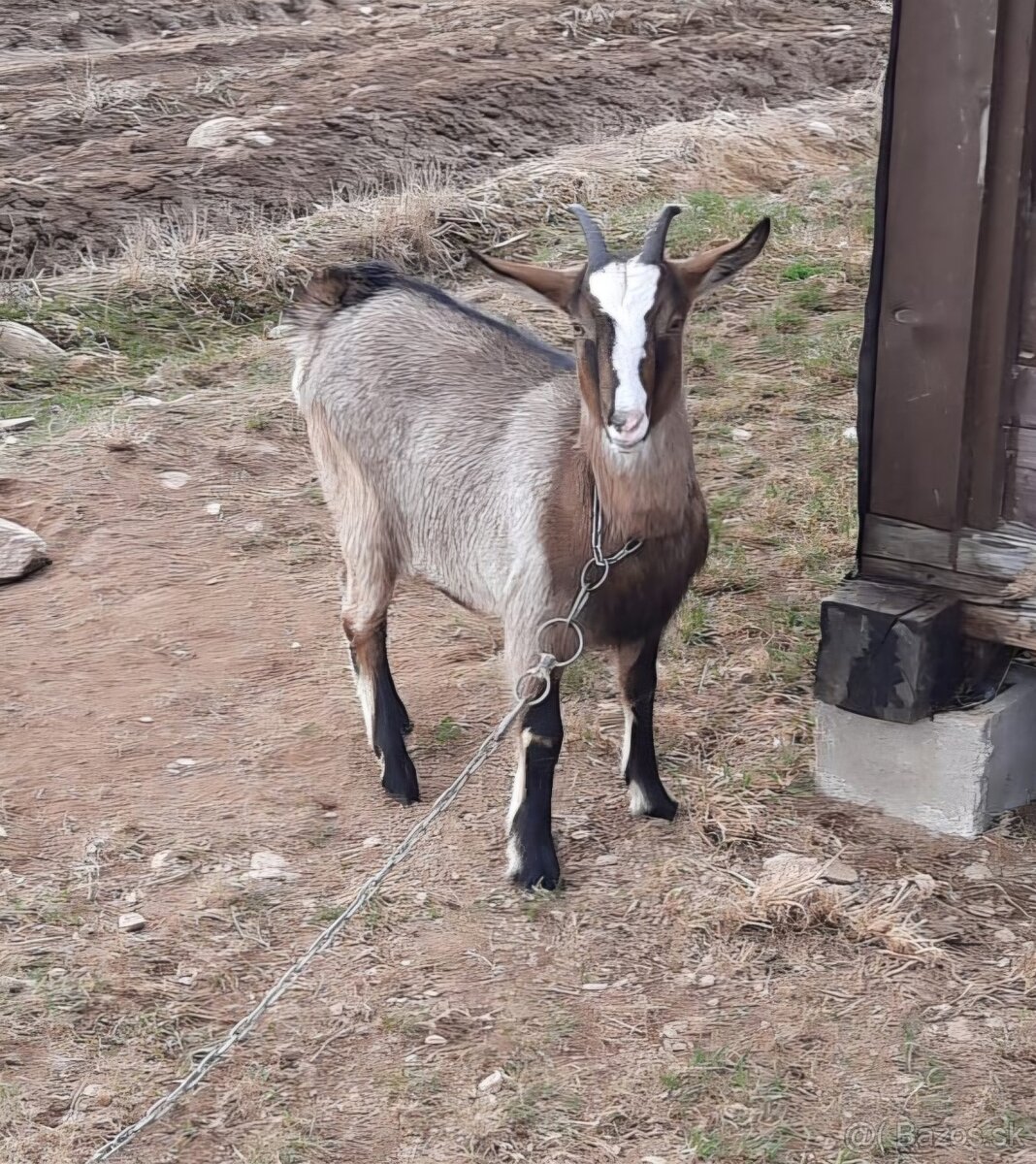 Koza - 3