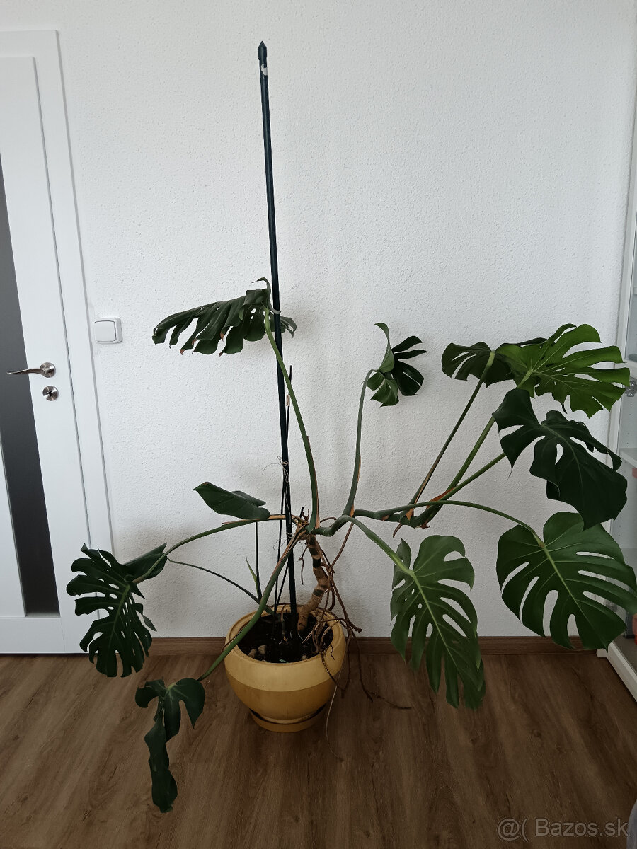 Monstera - 3