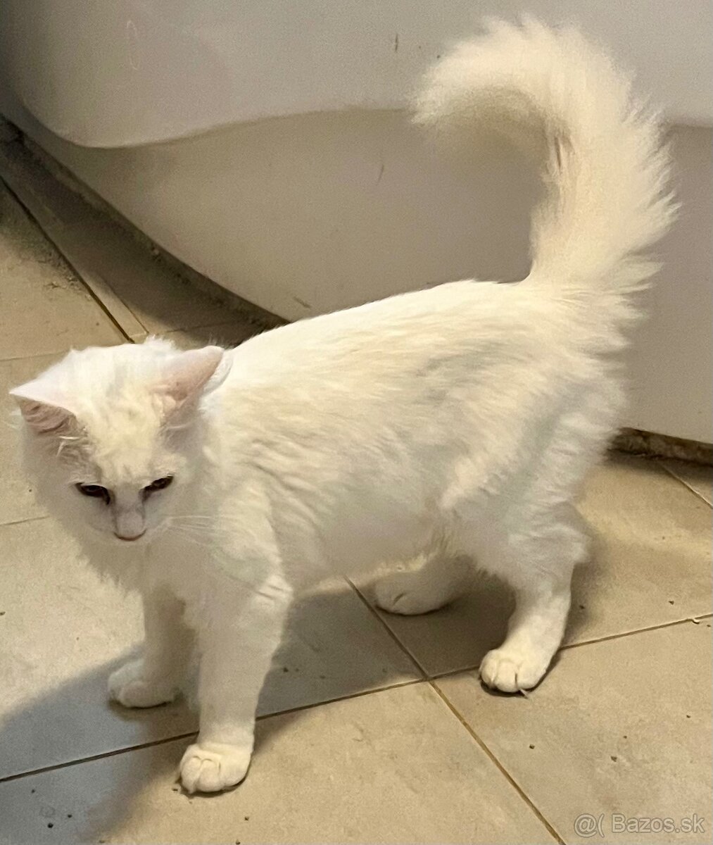 PREDÁM BIELEHO Maine coon - 3