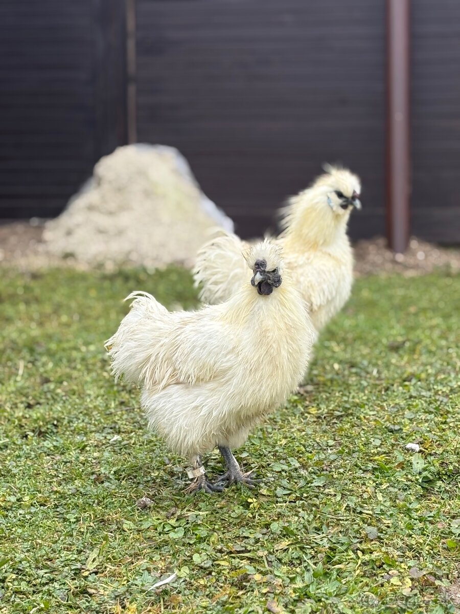 Kohút Hodvábničky (Silkie) - 3