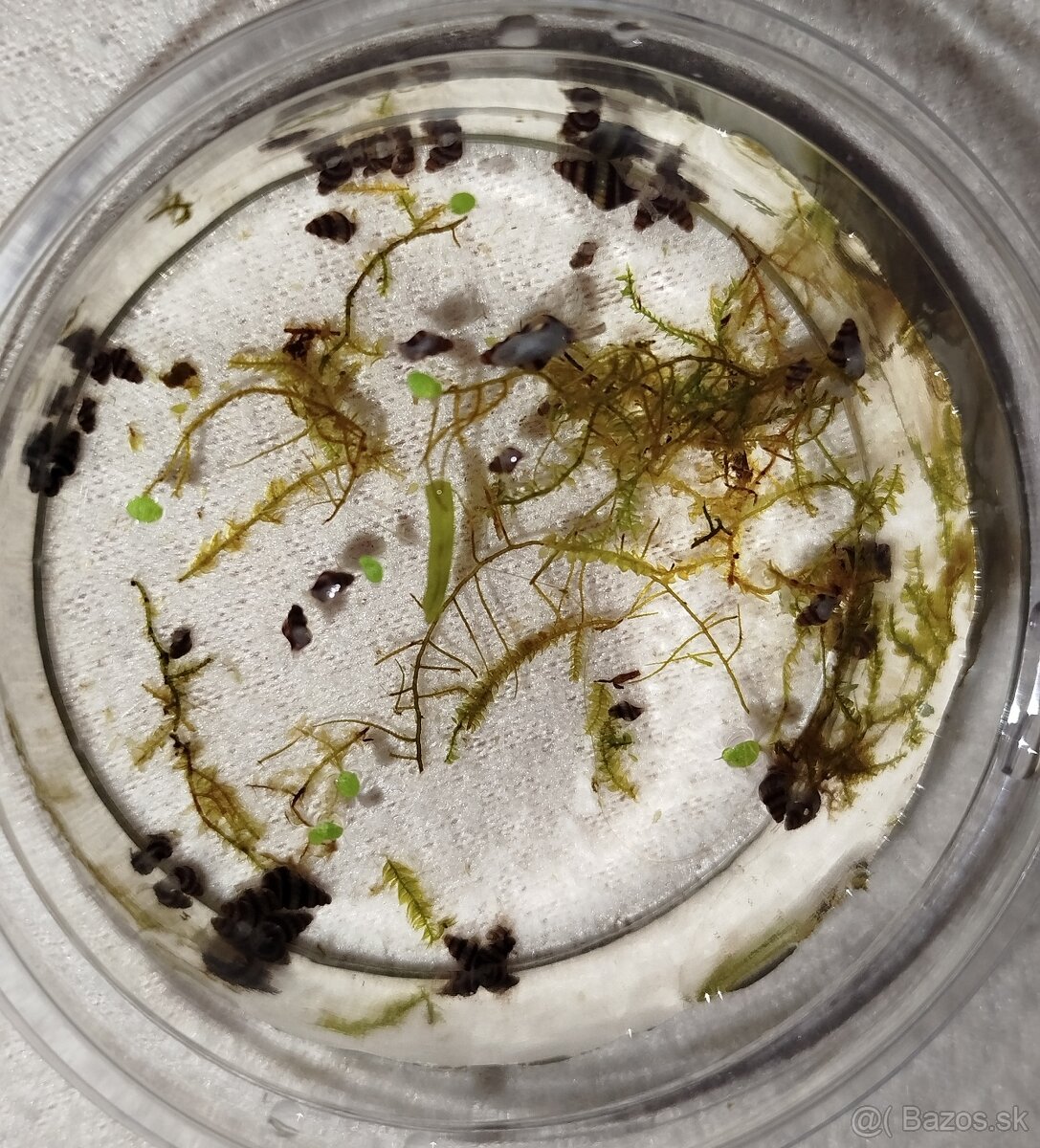 Clea helena – dravé slimáky proti premnoženiu - 3