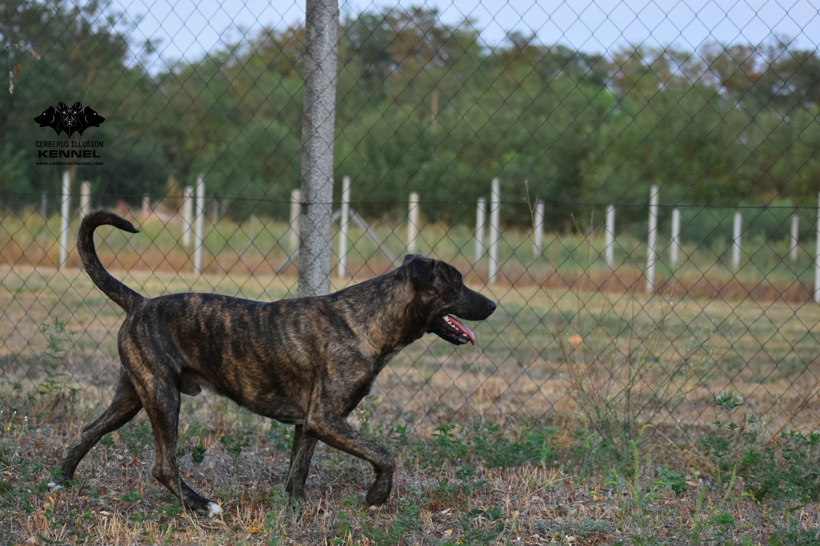Darujem psa - Uruguajský Cimarron s PP - 3