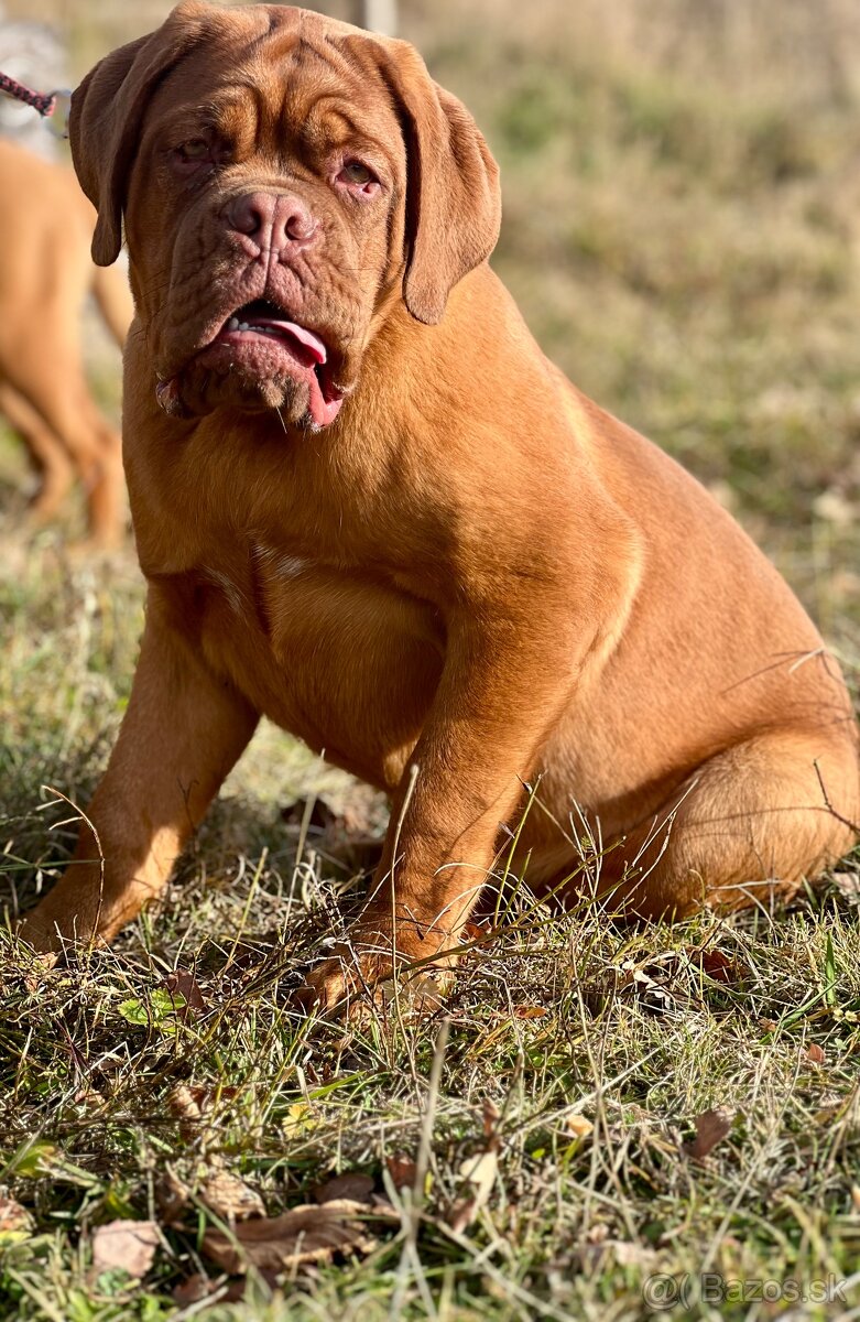 Bordeauxská doga s PP pes - 3