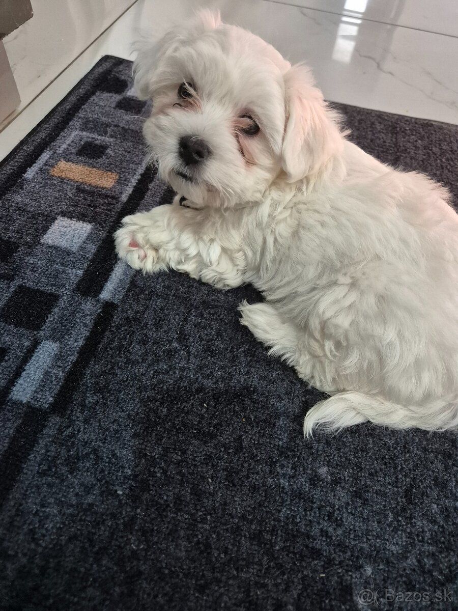 Ponúkam na predaj mini maltazaka - 3