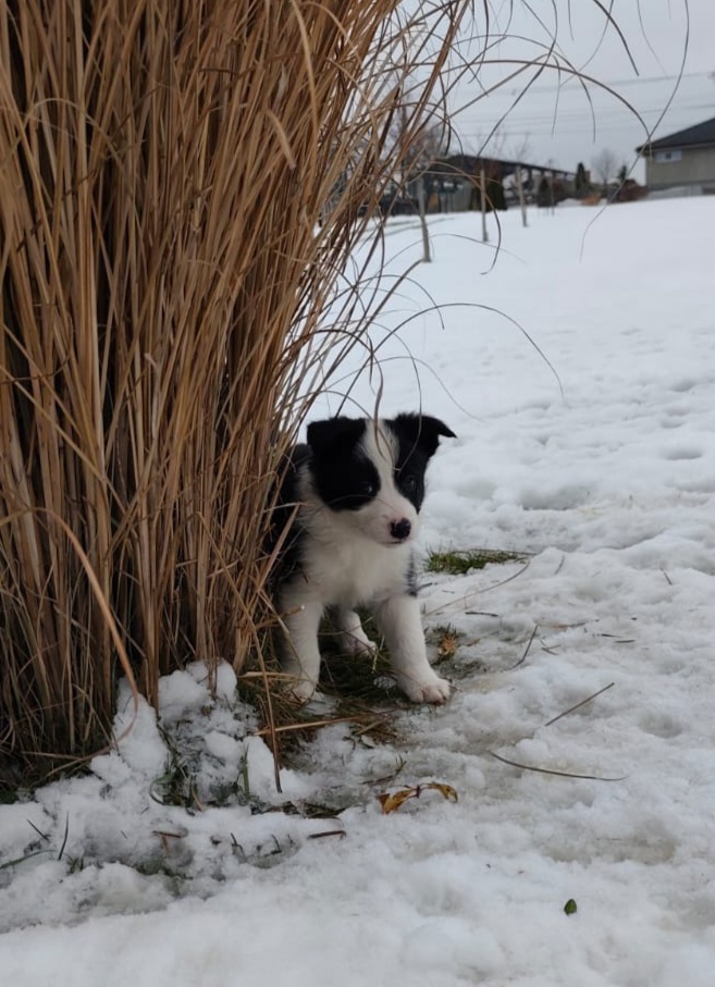 Border kolia - psík - 3