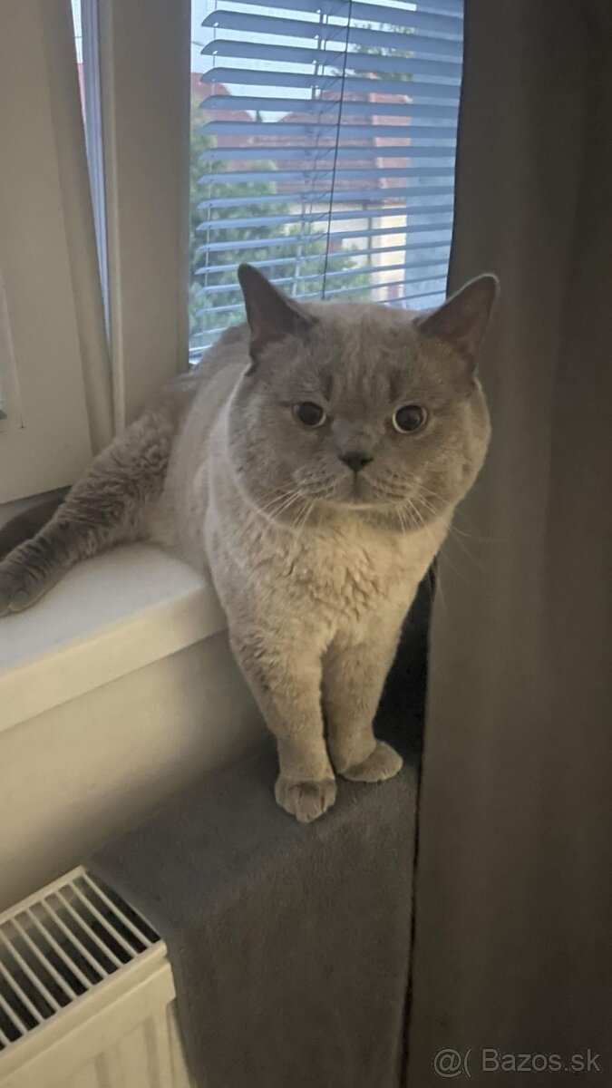 Krytie britský Modry a colorpoint Kocur krytie - 3