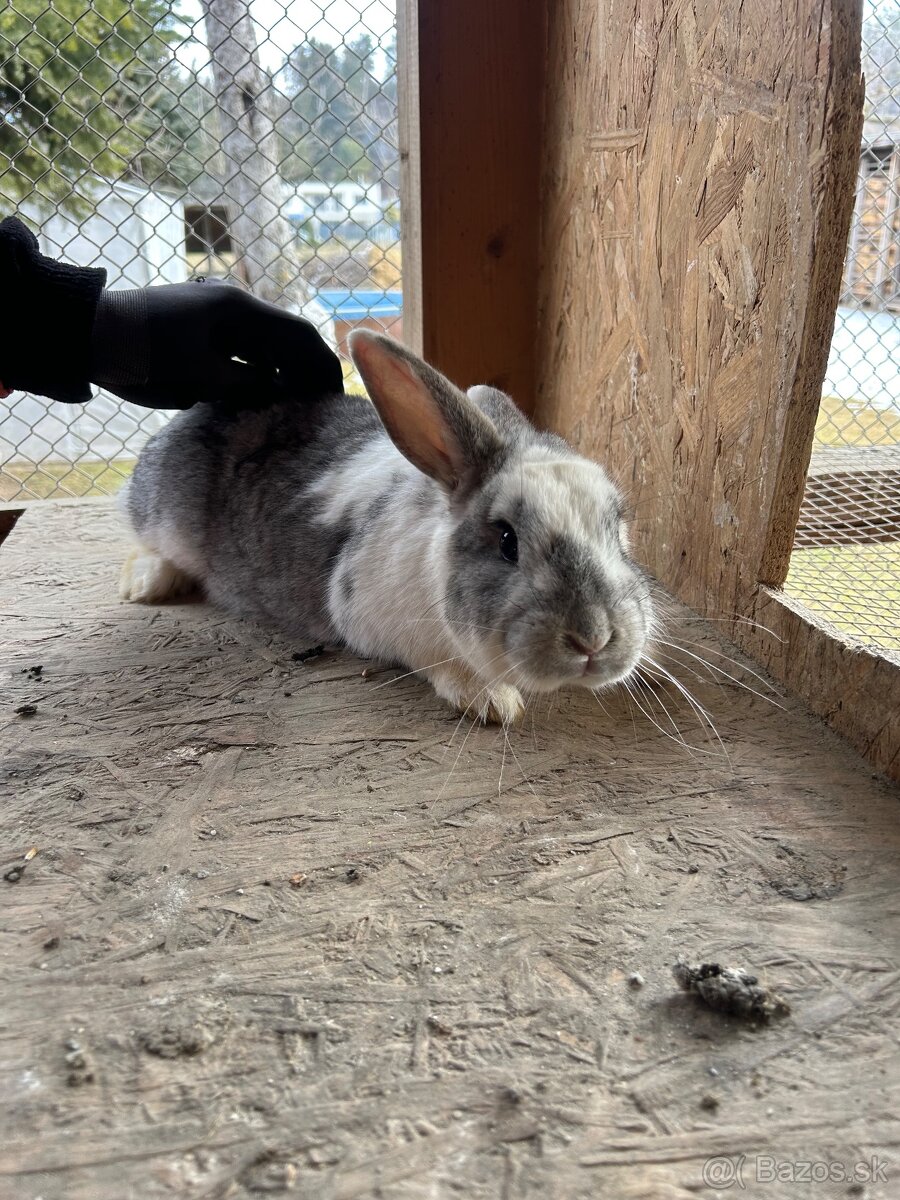 Predám zajace - 3