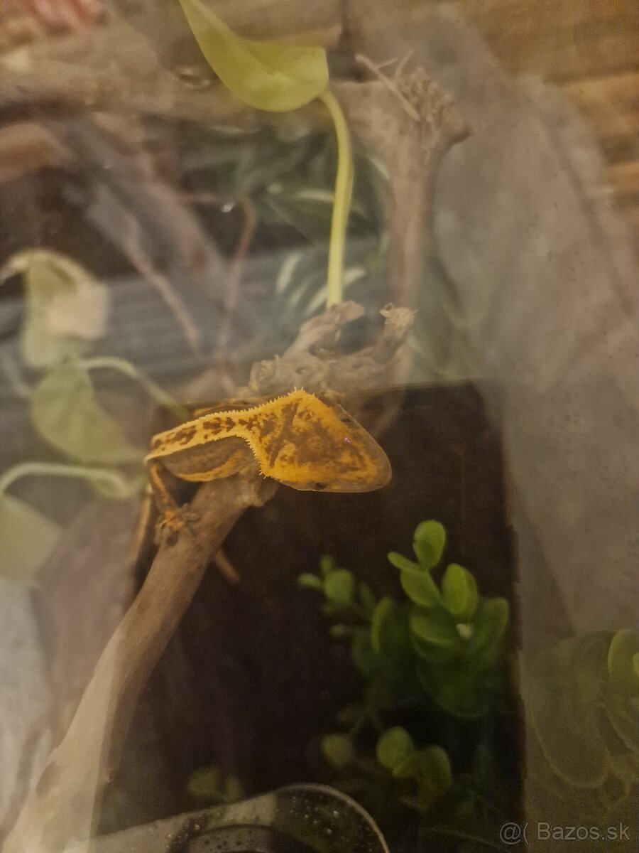 Pagekon riasnaty - 3