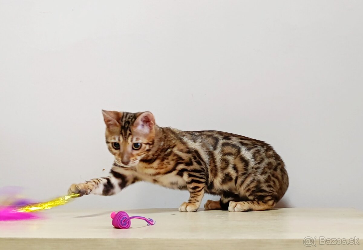 Bengálske mačiatka na predaj - 3