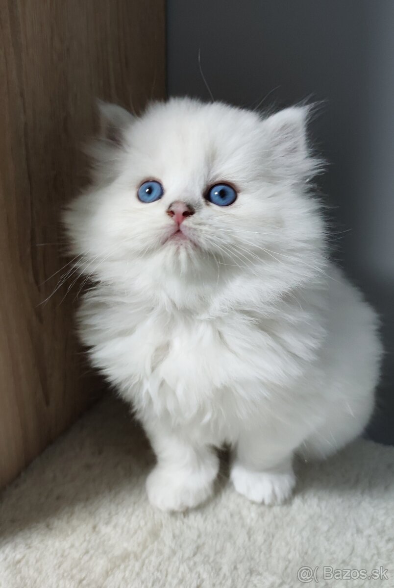 Britské mačiatka s PP❤️extra kvalita❤️ - 3