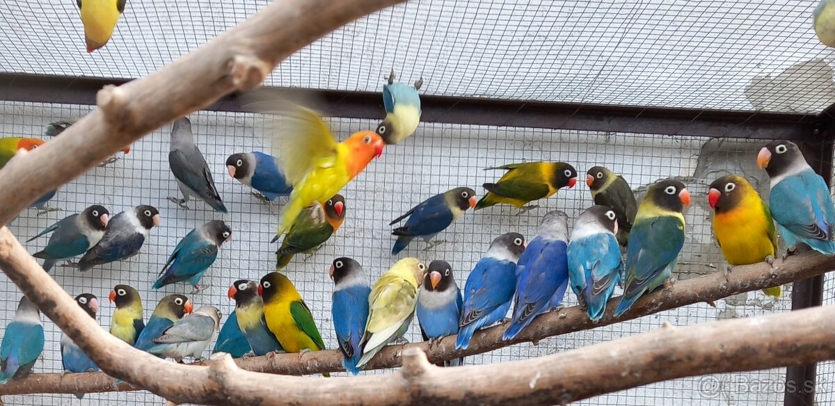 Agapornisy fischeri a škraboškové - 3