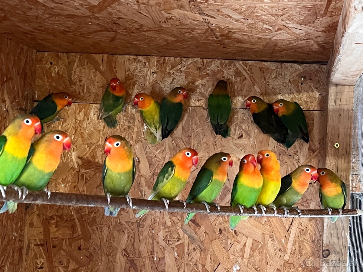 Agapornis fischer - 3