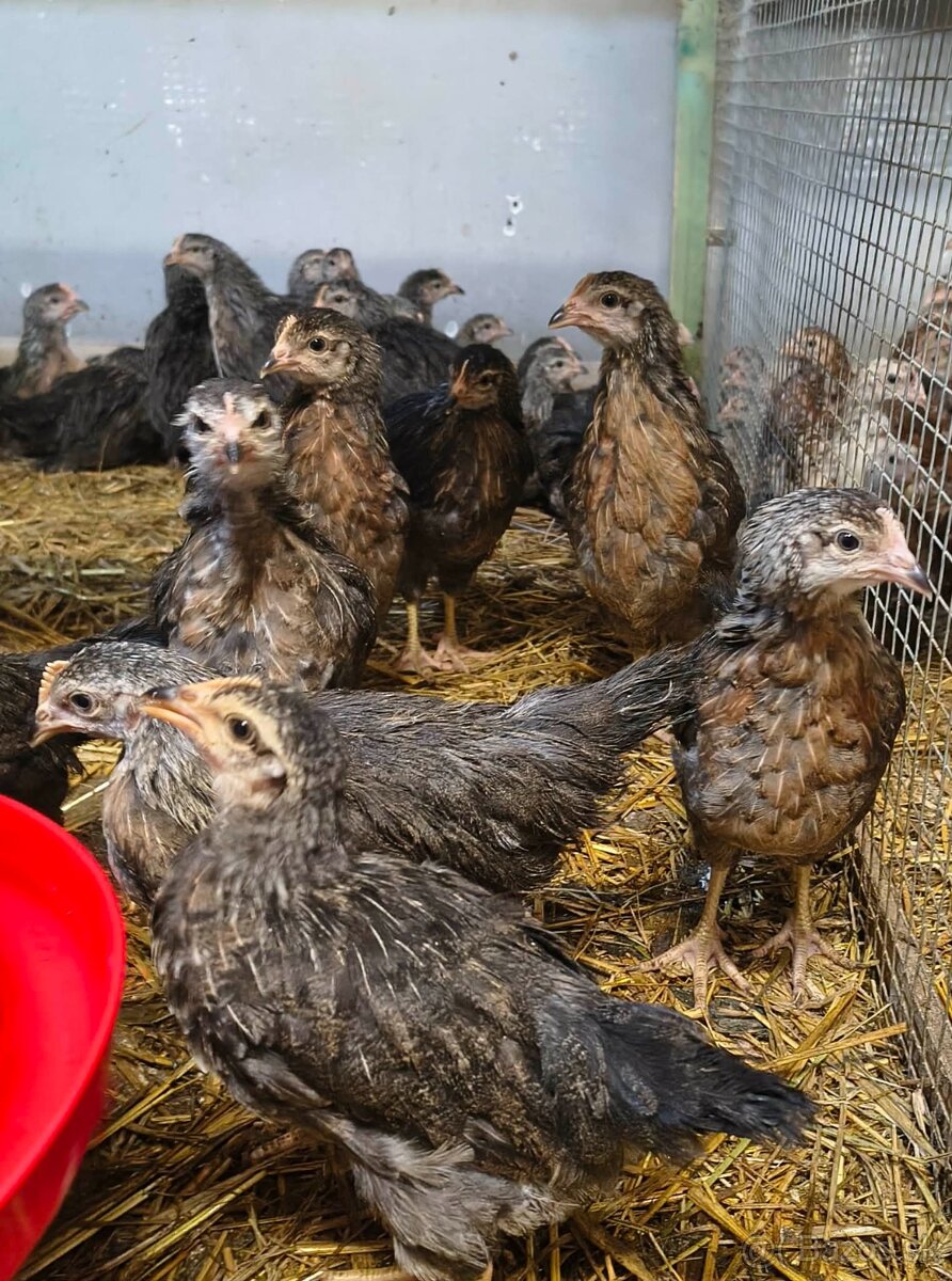 Nosnice, mládky, kuriatka - 3