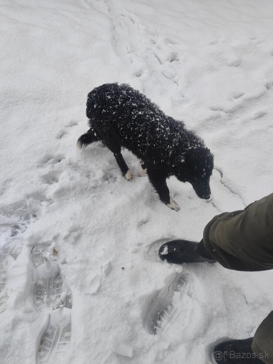 Predám Border koliu - 3