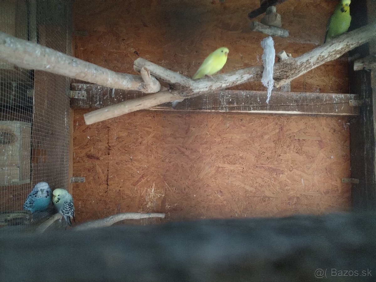 Výstavné andulky 2025,2024 - 3