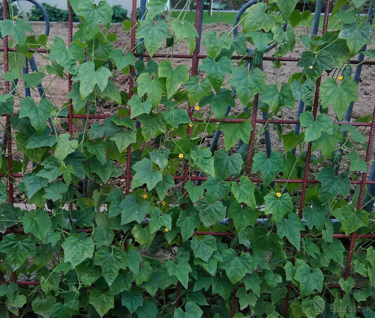 Cucamelon (Melotria scabra) - semená - 3