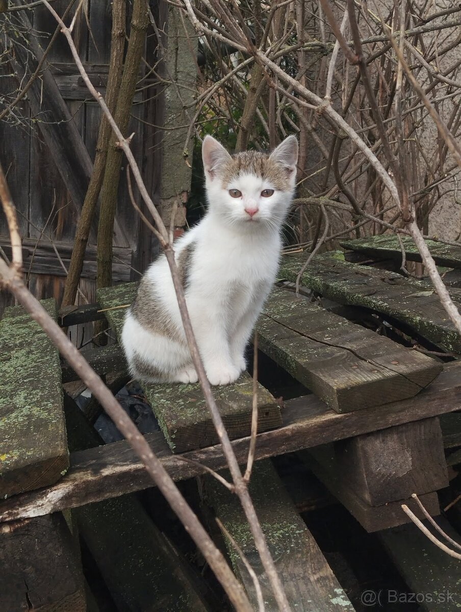 Darujeme mačičky - 3