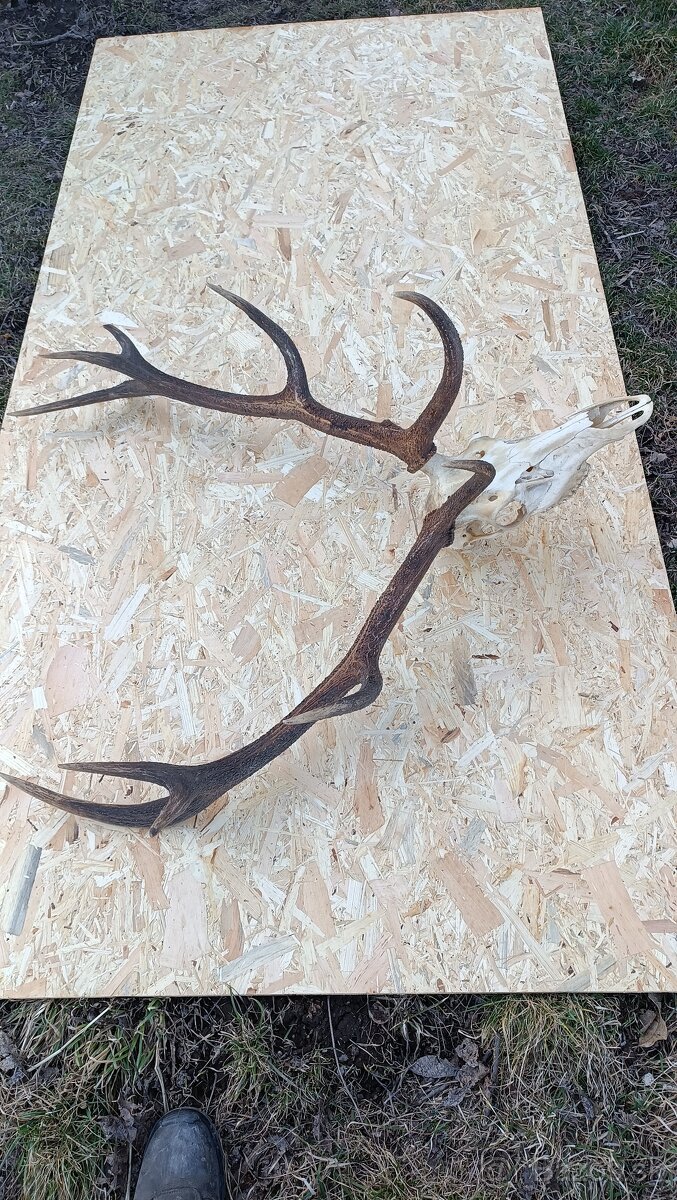 Jelenie parohy,zhody trofeje - 3