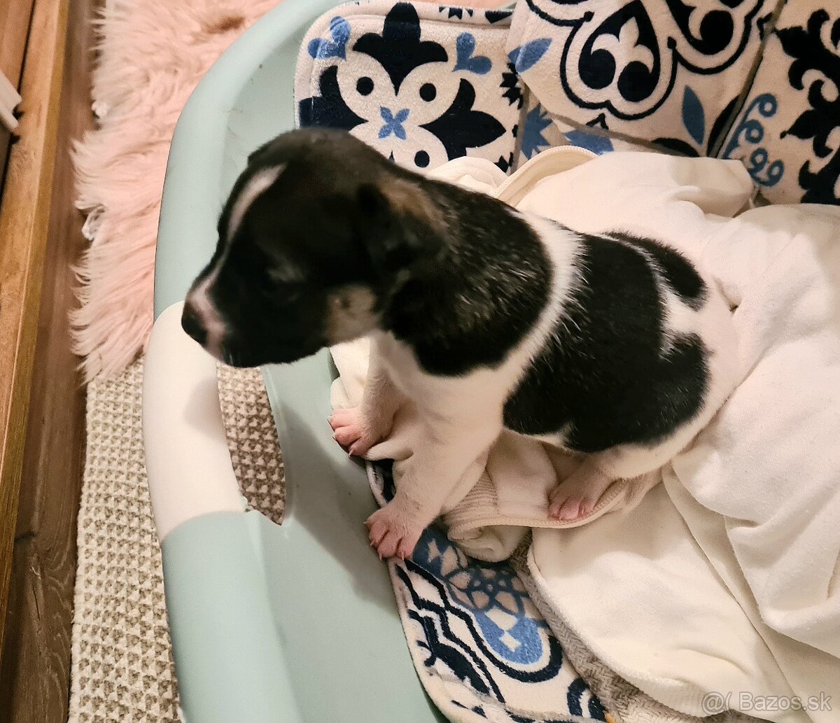 Šteniatko Staford - 3