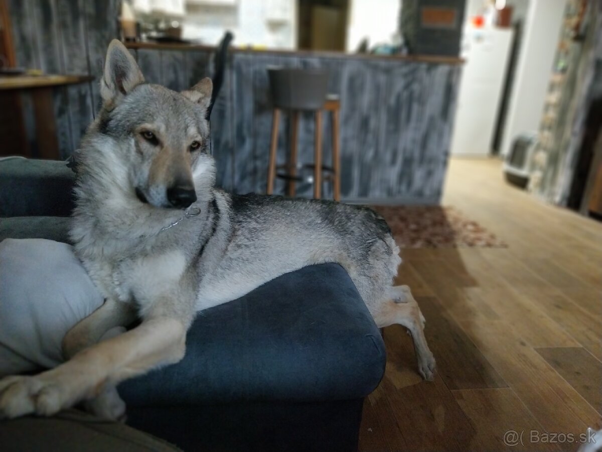 Československý vlčiak - 3