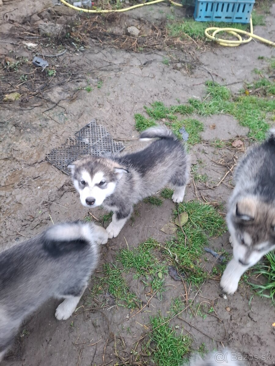 Aljašsky malamut - 3